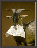 Goat Eating Newspaper Ron Scott